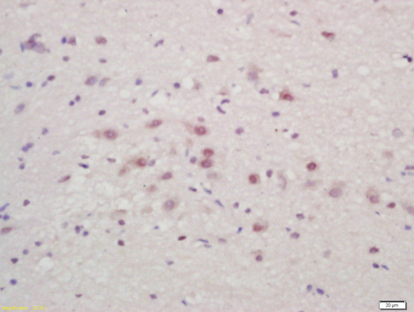 ZNF231 Antibody in Immunohistochemistry (Paraffin) (IHC (P))