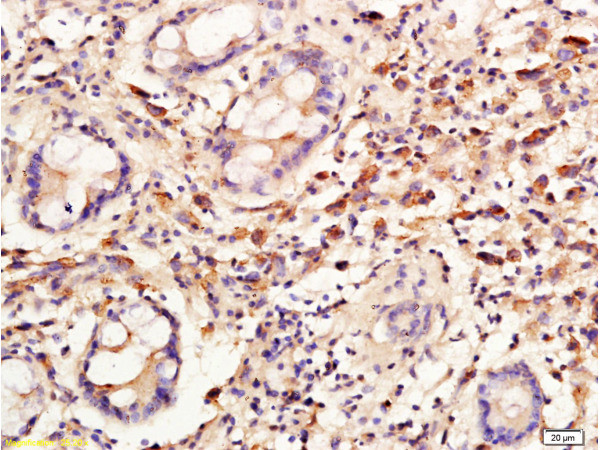 Cyclin C Antibody in Immunohistochemistry (Paraffin) (IHC (P))