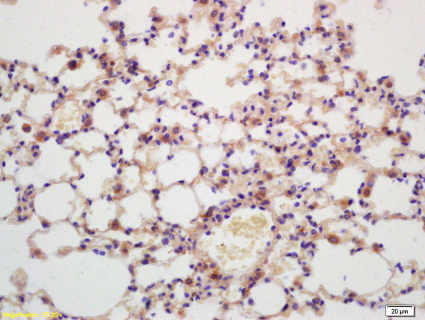 G protein beta Antibody in Immunohistochemistry (Paraffin) (IHC (P))