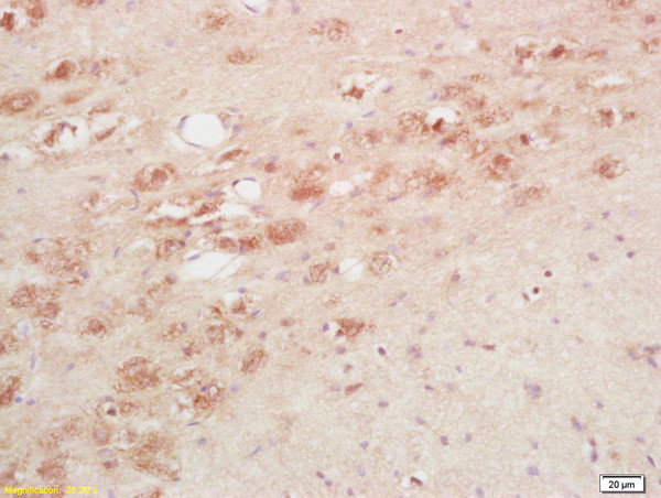 TRH Antibody in Immunohistochemistry (Paraffin) (IHC (P))