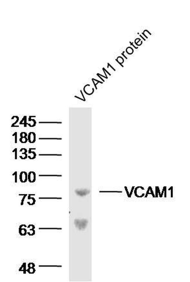 VCAM-1 Antibody in Western Blot (WB)