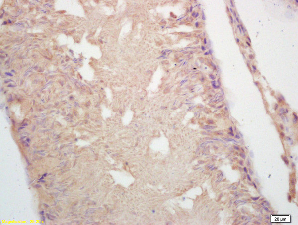 GAD65 Antibody in Immunohistochemistry (Paraffin) (IHC (P))