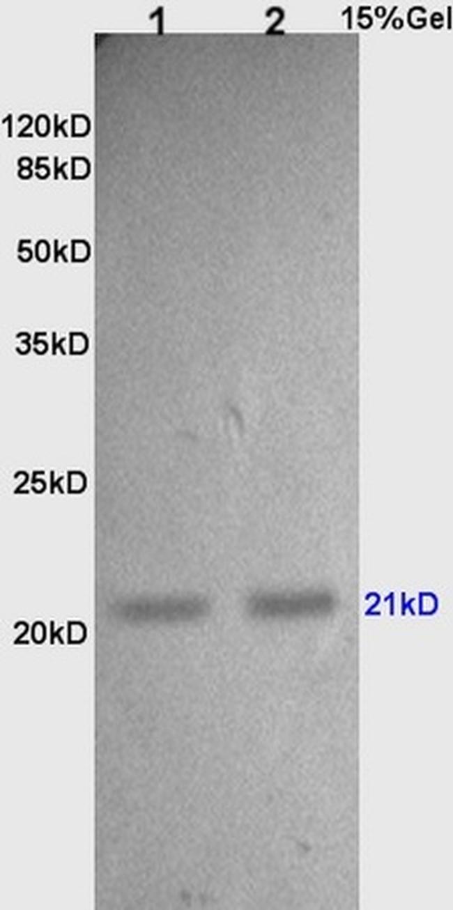 TIMP-2 Antibody in Western Blot (WB)