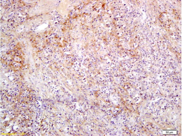 Slc22A17 Antibody in Immunohistochemistry (Paraffin) (IHC (P))