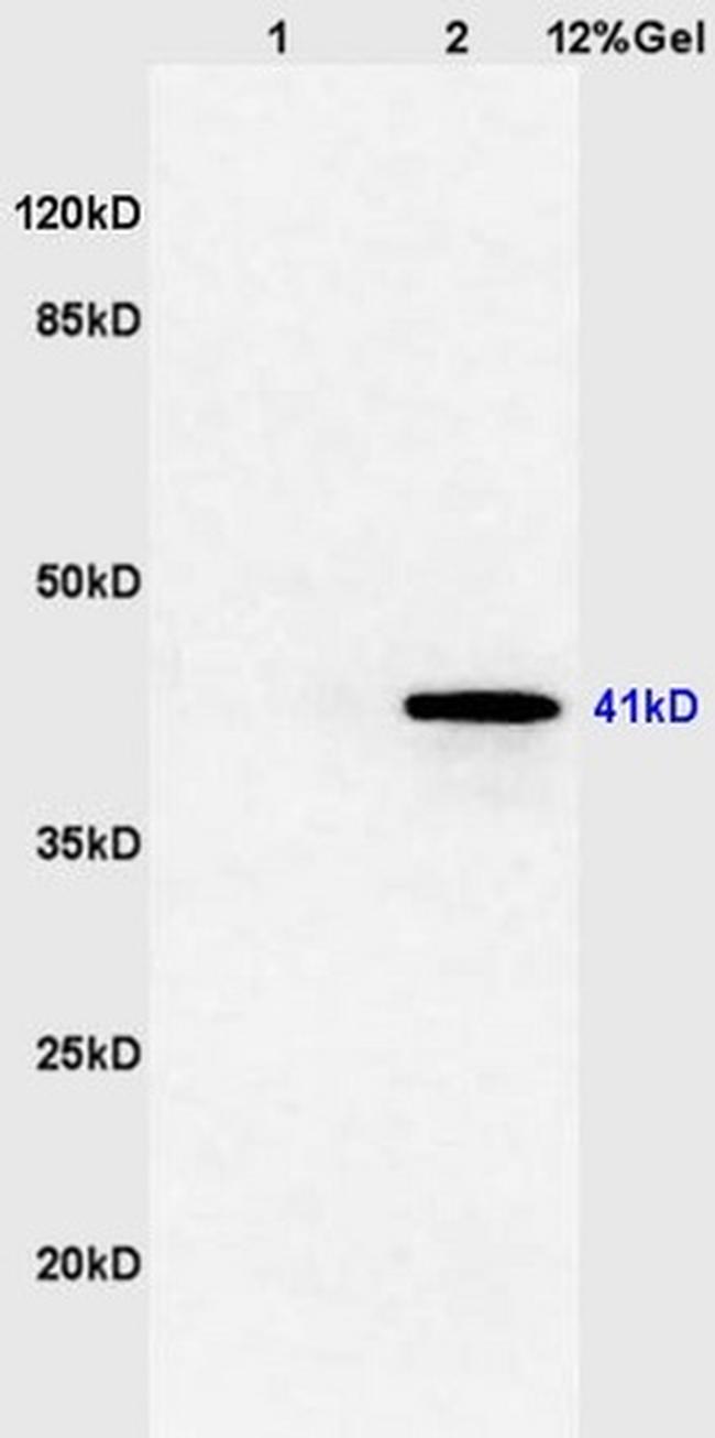 FOXE1 Antibody in Western Blot (WB)
