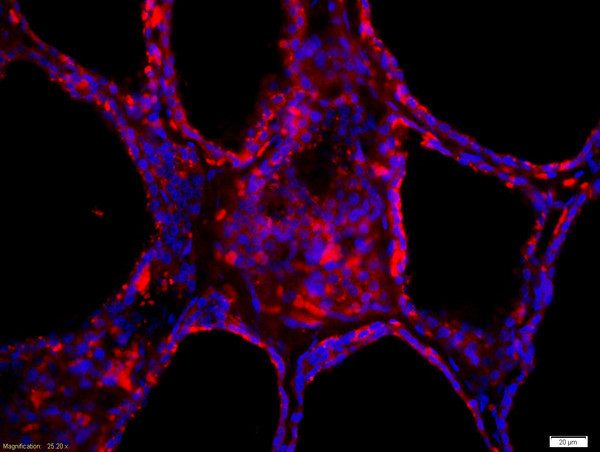 Thyroid peroxidase Antibody in Immunohistochemistry (Paraffin) (IHC (P))