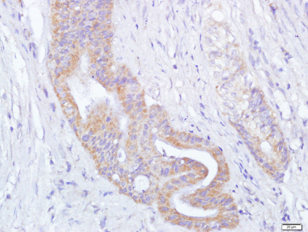 Thioredoxin Antibody in Immunohistochemistry (Paraffin) (IHC (P))