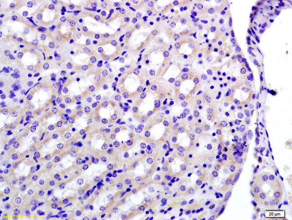 GAPDH Antibody in Immunohistochemistry (Paraffin) (IHC (P))