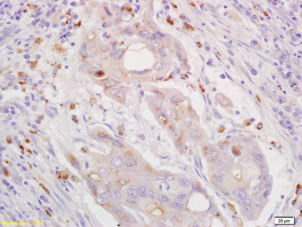 CXorf36 Antibody in Immunohistochemistry (Paraffin) (IHC (P))