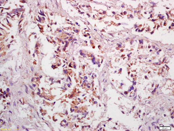 PPP4C Antibody in Immunohistochemistry (Paraffin) (IHC (P))