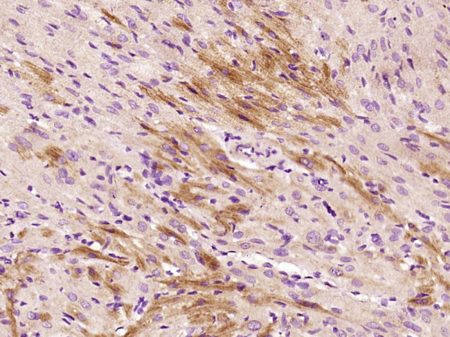Selenoprotein W Antibody in Immunohistochemistry (Paraffin) (IHC (P))