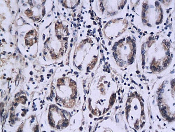 SPINK7 Antibody in Immunohistochemistry (Paraffin) (IHC (P))