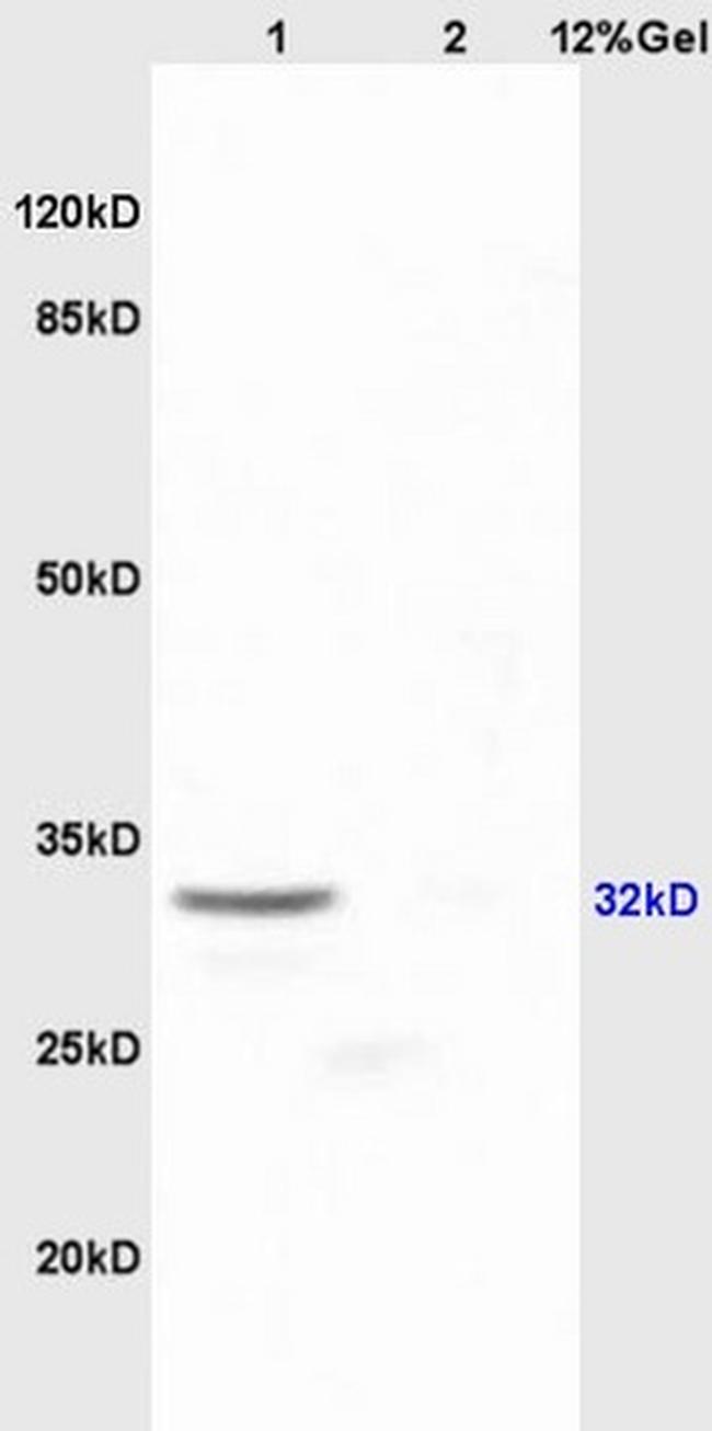 SOX2 Antibody in Western Blot (WB)