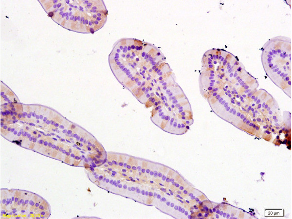 TFF3 Antibody in Immunohistochemistry (Paraffin) (IHC (P))