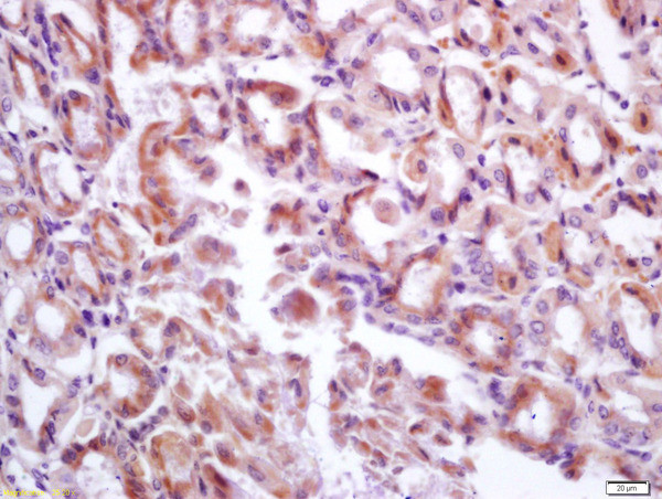 GP340 Antibody in Immunohistochemistry (Paraffin) (IHC (P))