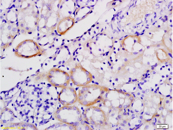 Galectin 9 Antibody in Immunohistochemistry (Paraffin) (IHC (P))