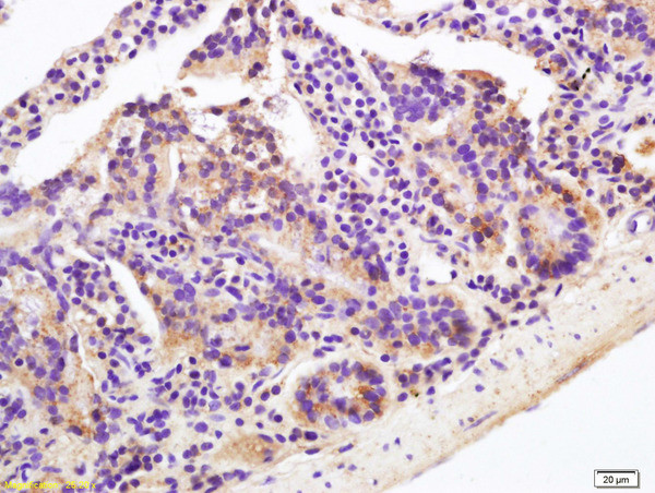 OAT-3 Antibody in Immunohistochemistry (Paraffin) (IHC (P))