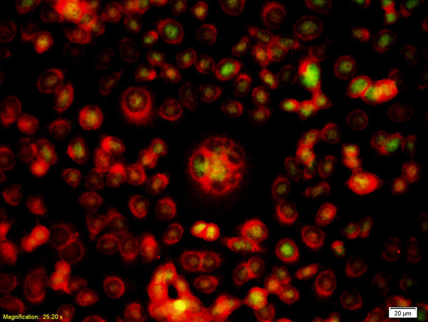 Survivin Antibody in Immunocytochemistry (ICC/IF)