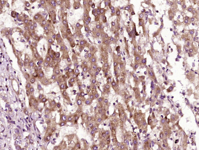GST1 Antibody in Immunohistochemistry (Paraffin) (IHC (P))
