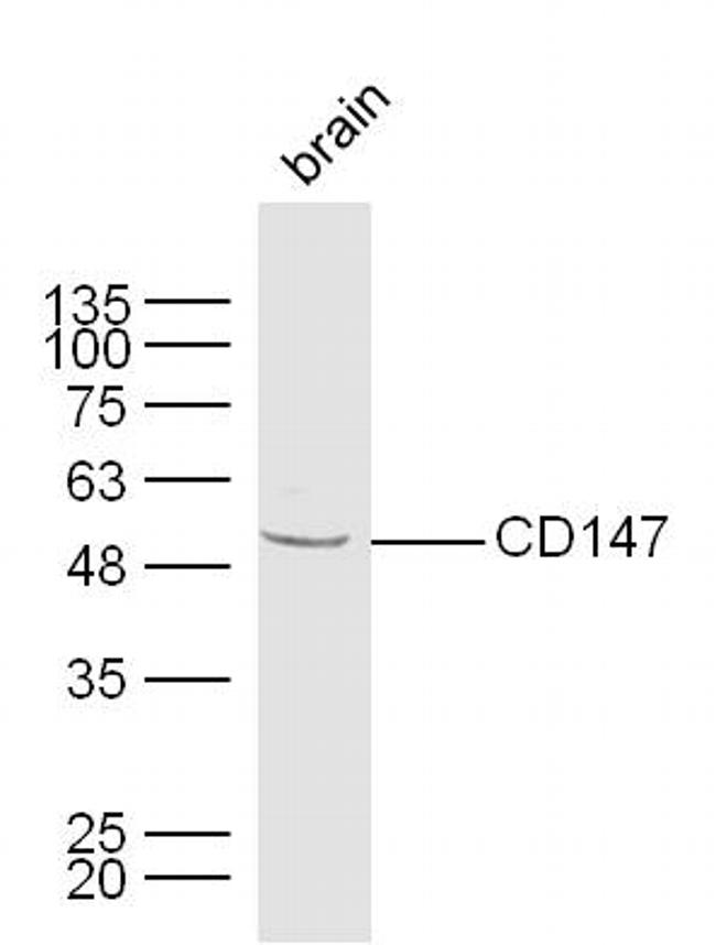 CD147 Antibody in Western Blot (WB)