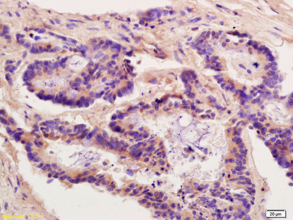 HSP90 beta Antibody in Immunohistochemistry (Paraffin) (IHC (P))
