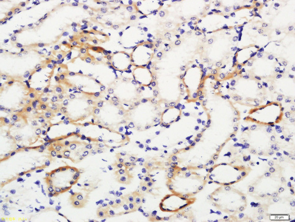 IL-10 Antibody in Immunohistochemistry (Paraffin) (IHC (P))