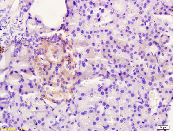 FAM3B/PANDER Antibody in Immunohistochemistry (Paraffin) (IHC (P))