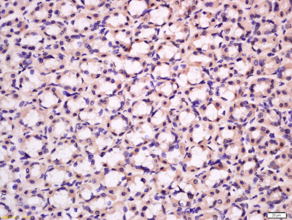 BK channel Antibody in Immunohistochemistry (Paraffin) (IHC (P))