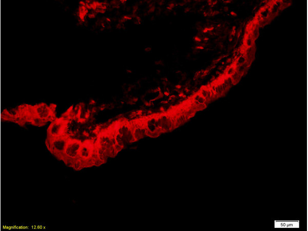 PEDF Antibody in Immunohistochemistry (Paraffin) (IHC (P))