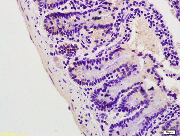 Lpin1 protein Antibody in Immunohistochemistry (Paraffin) (IHC (P))