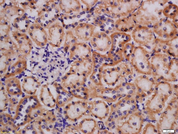 Lpin1 Antibody in Immunohistochemistry (Paraffin) (IHC (P))