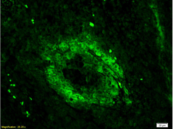 CD3 epsilon Antibody in Immunohistochemistry (Paraffin) (IHC (P))