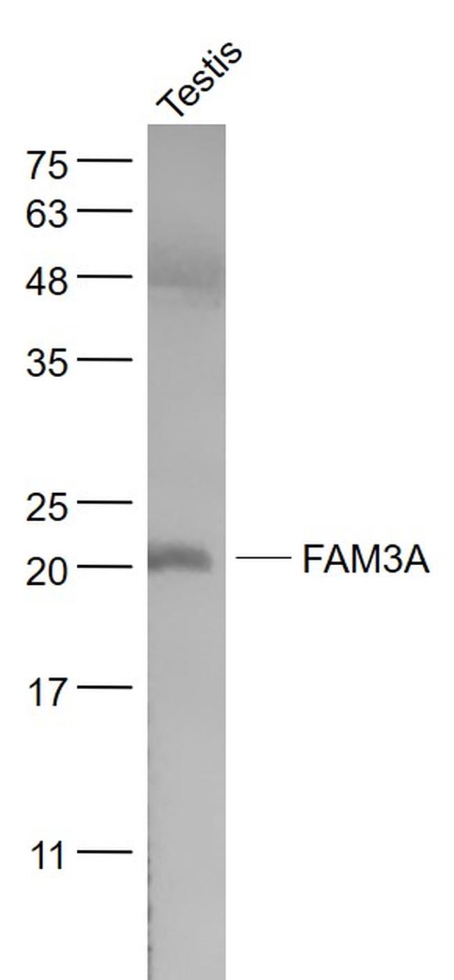 FAM3A Antibody in Western Blot (WB)