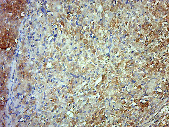 Fibulin 5 Antibody in Immunohistochemistry (Paraffin) (IHC (P))