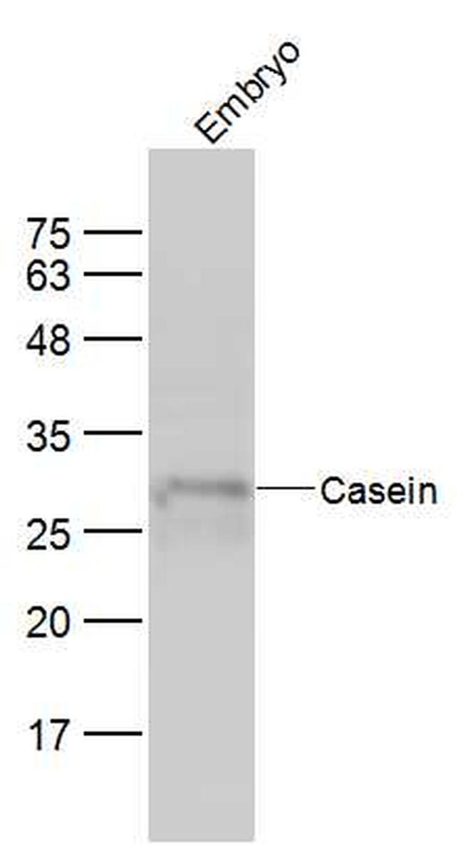 Casein Antibody in Western Blot (WB)