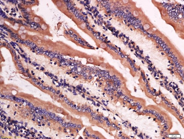 Lysozyme Antibody in Immunohistochemistry (Paraffin) (IHC (P))
