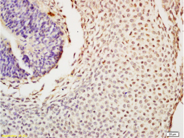 Nanog Antibody in Immunohistochemistry (Paraffin) (IHC (P))