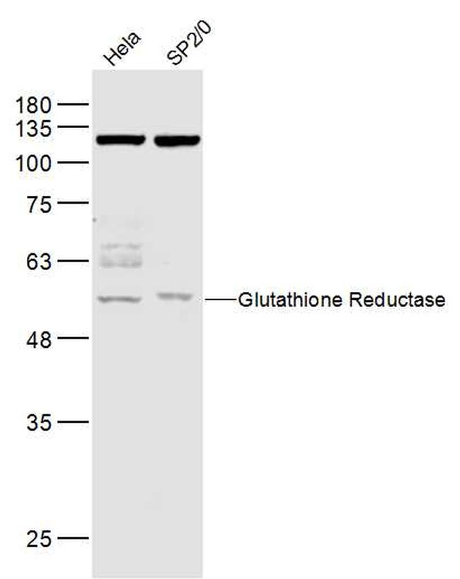GLUR/glutathione reductase Antibody in Western Blot (WB)