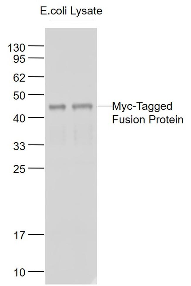 c-Myc Antibody in Western Blot (WB)