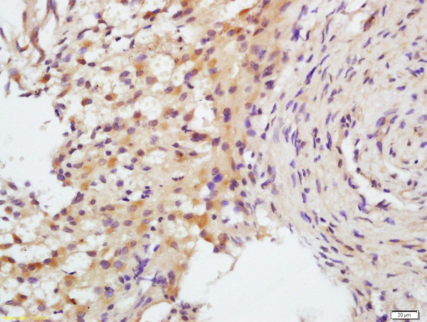 FSH receptor Antibody in Immunohistochemistry (Paraffin) (IHC (P))