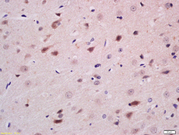 Neurogenin 3 Antibody in Immunohistochemistry (Paraffin) (IHC (P))
