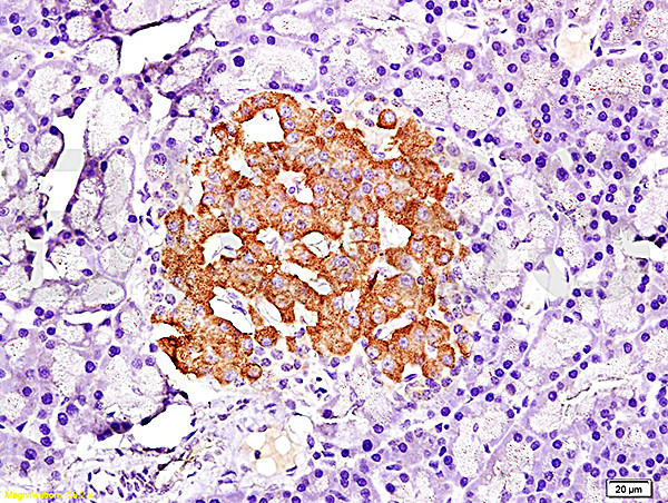 PDX1 Antibody in Immunohistochemistry (Paraffin) (IHC (P))