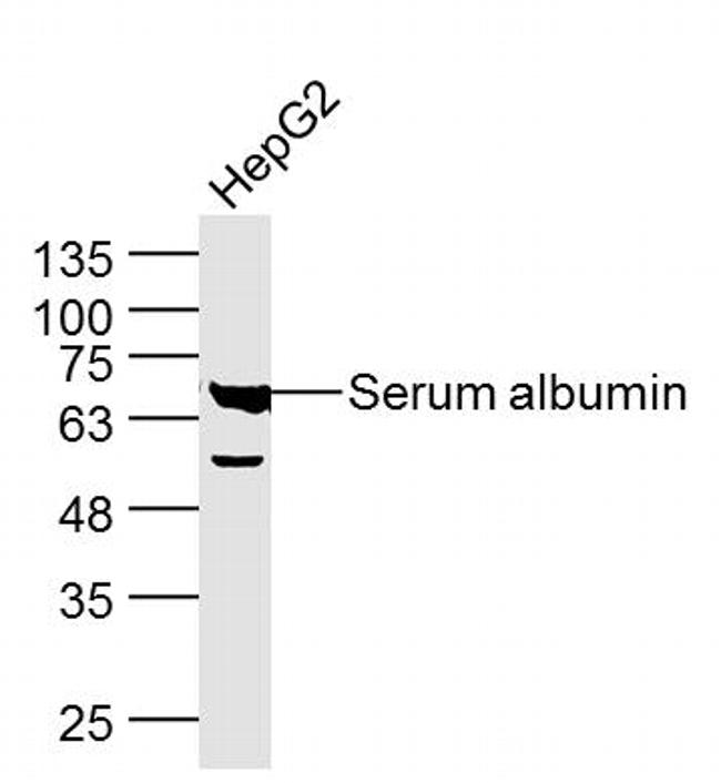 Serum albumin Antibody in Western Blot (WB)