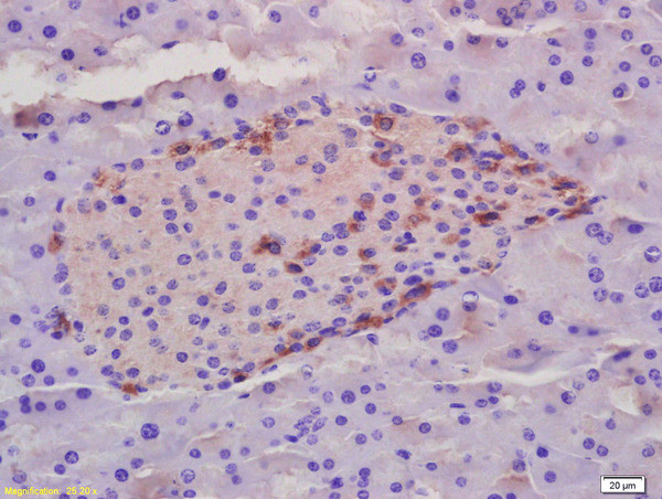 Phospho-ZCWCC1 (Ser739) Antibody in Immunohistochemistry (Paraffin) (IHC (P))