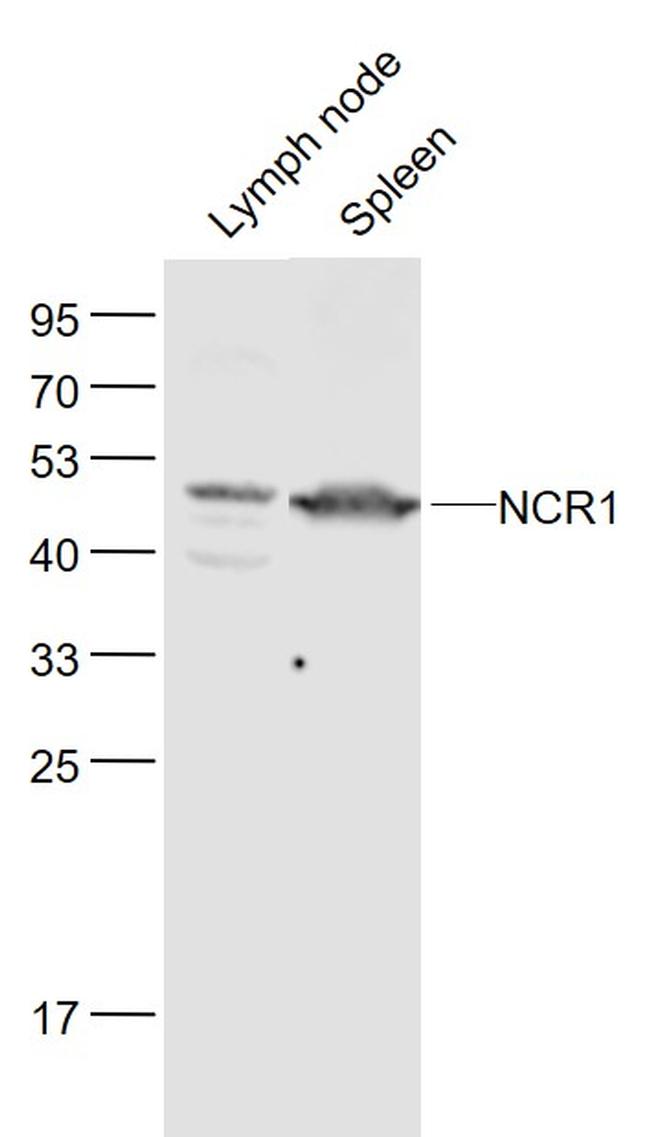 NCR1 Antibody in Western Blot (WB)