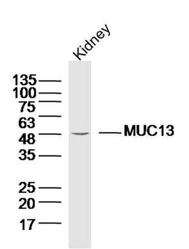 MUC13 Antibody in Western Blot (WB)