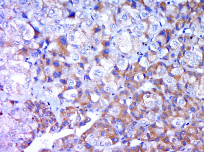 Fibrinopeptide A Antibody in Immunohistochemistry (Paraffin) (IHC (P))