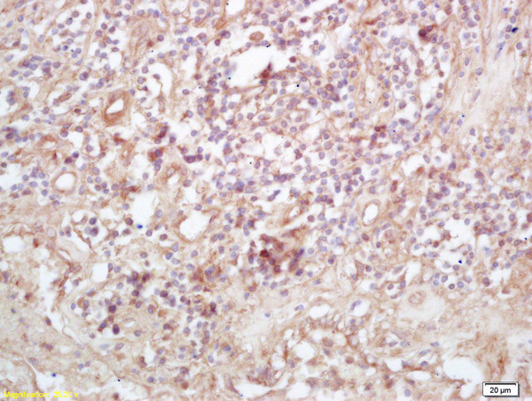 Exportin 1/CRM1 Antibody in Immunohistochemistry (Paraffin) (IHC (P))