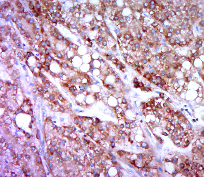 HRH4/GPCR105 Antibody in Immunohistochemistry (Paraffin) (IHC (P))