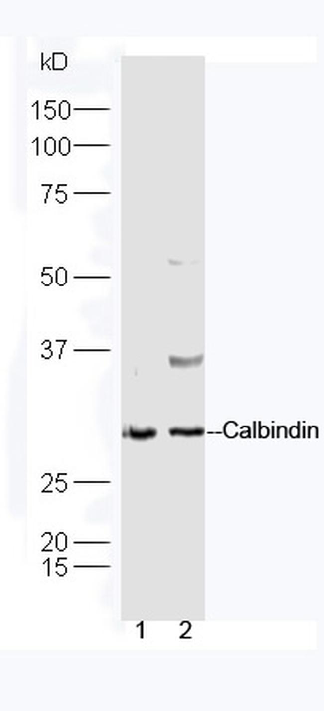 Calbindin Antibody in Western Blot (WB)